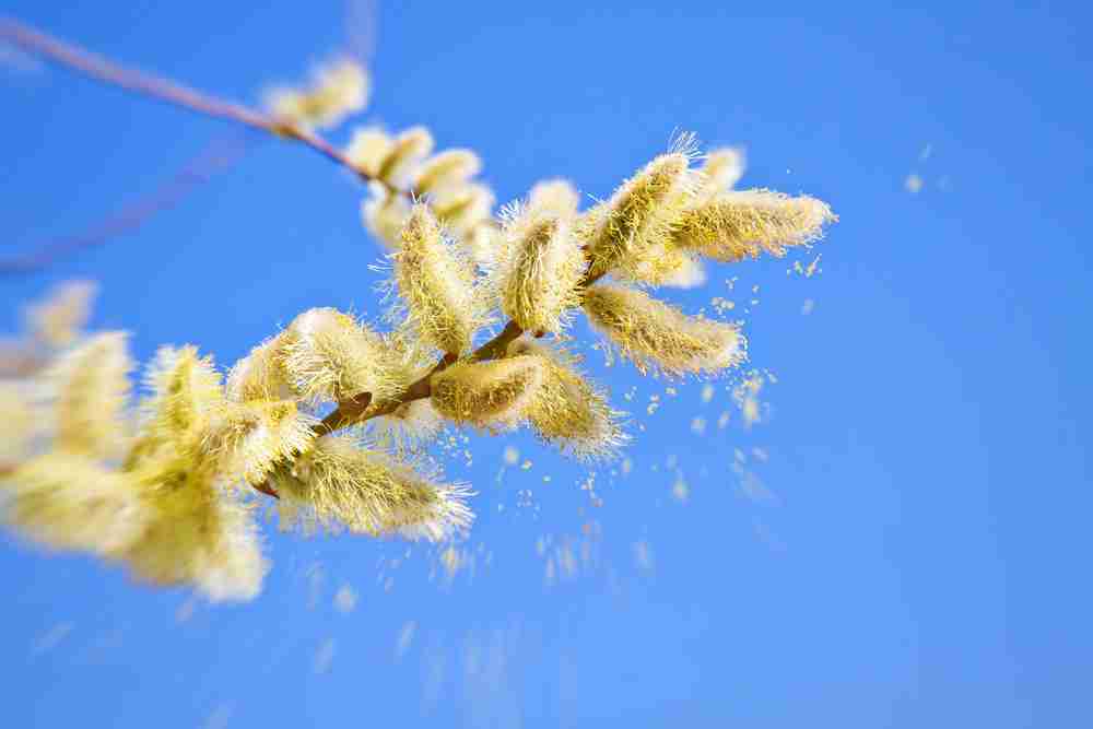 pollen falling off of plant to spread into air and become danger on construction site